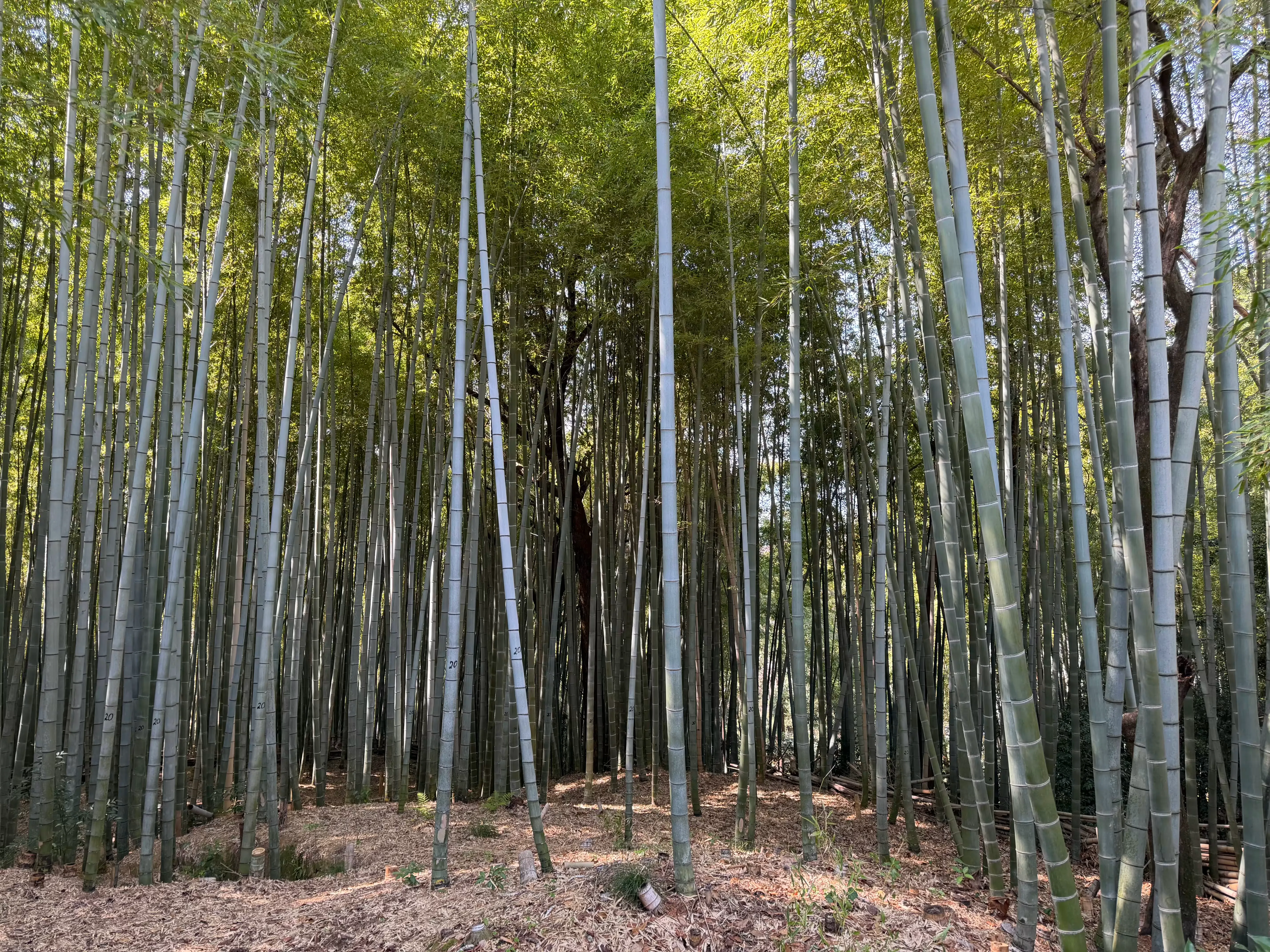 Fushimi Inari Taisha